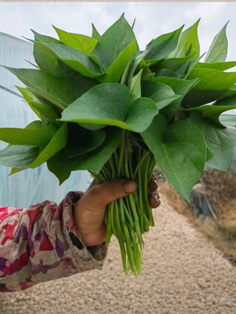 菜红薯尖