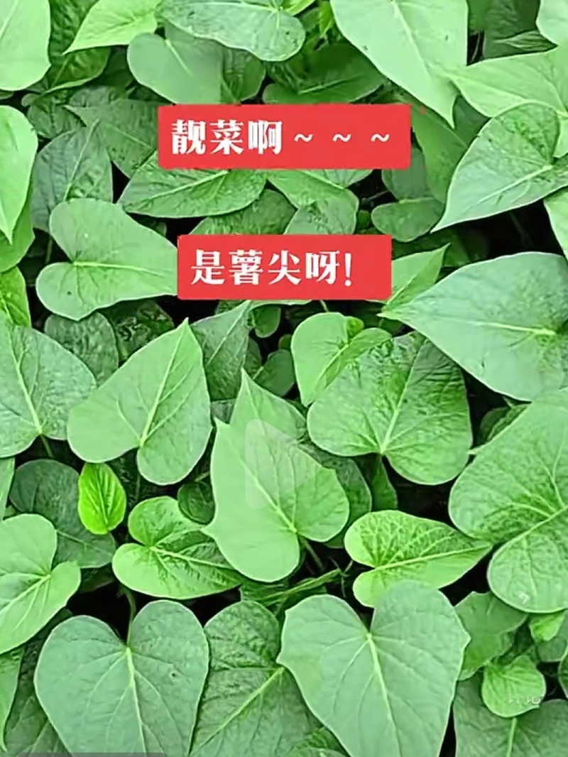 菜红薯尖