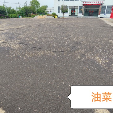油菜籽