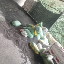 绵阳高芥酸油菜籽