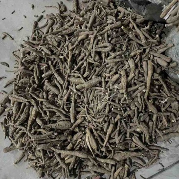 药厂货个子无硫白芷价格好商议
