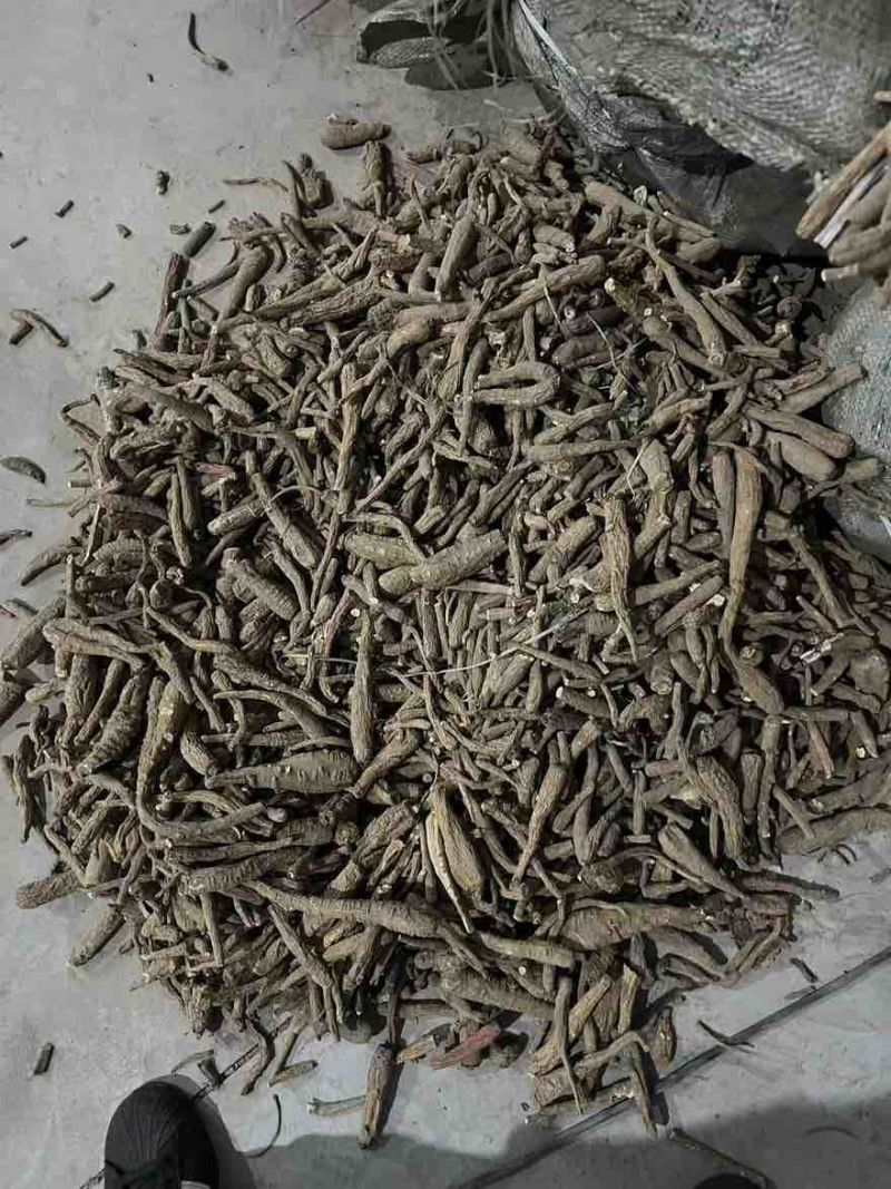 药厂货个子无硫白芷价格好商议