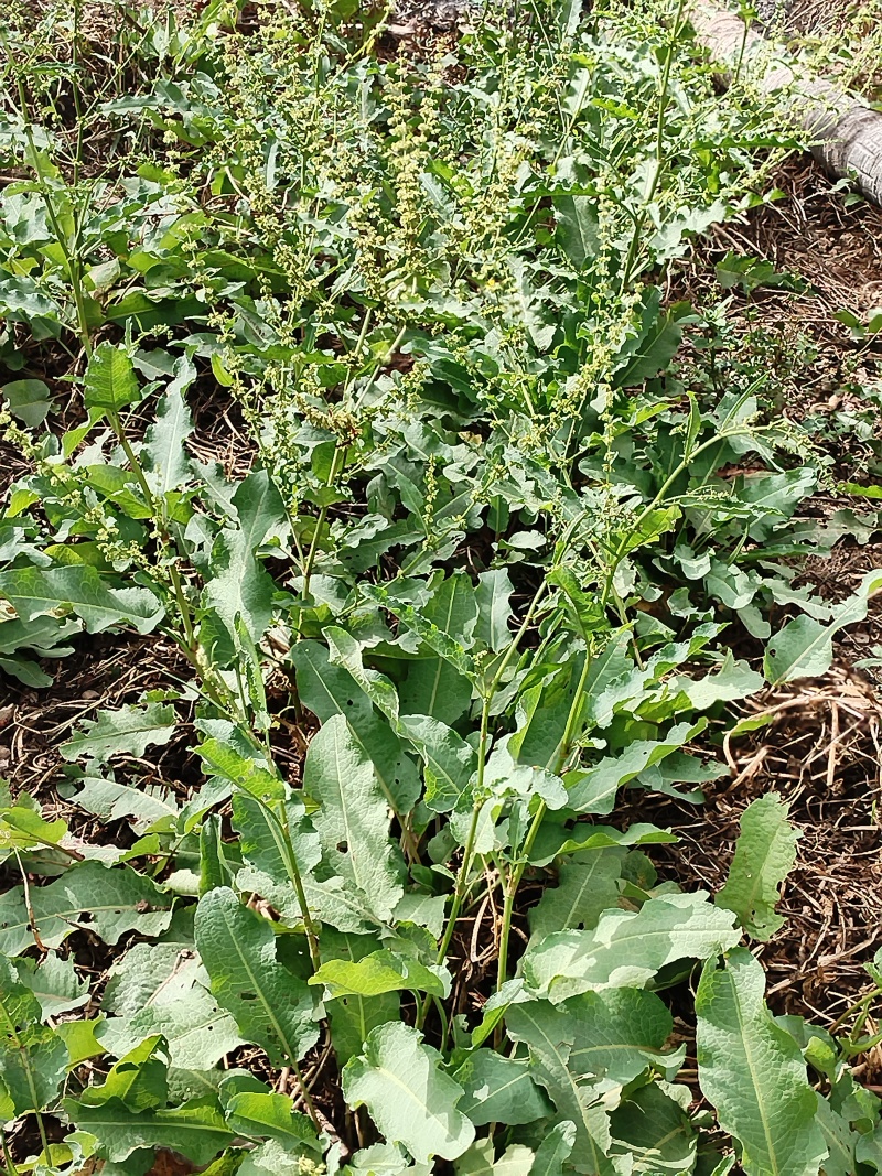 土大黄干货