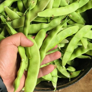 东北九月青油豆角