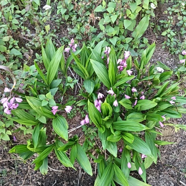 白芨苗