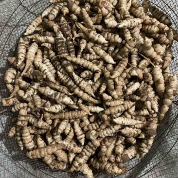 宝塔菜.螺丝菜.大量有货.市场价