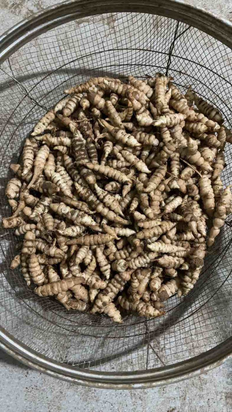 宝塔菜.螺丝菜.大量有货.市场价