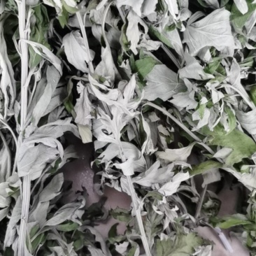 襄阳艾草