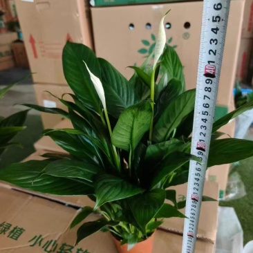 白掌，状态好。