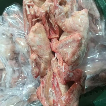 ***********各种规格鸽子大量现货