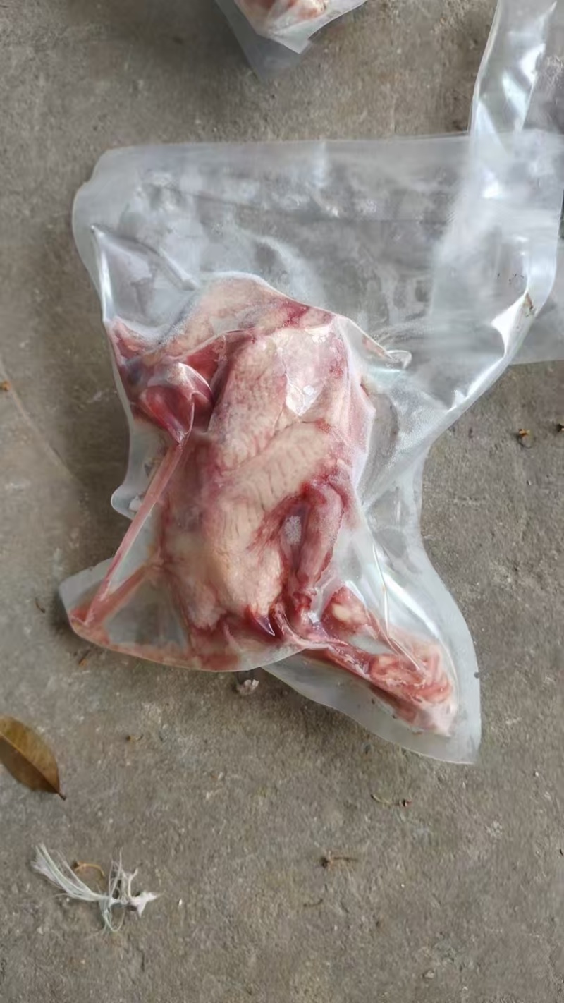 ***********各种规格鸽子大量现货