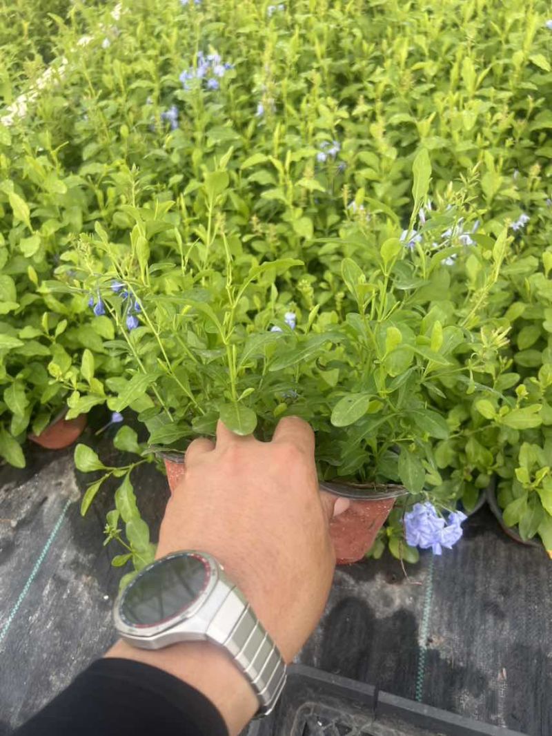 蓝雪花工程**