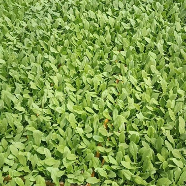 我想卖蔬菜苗