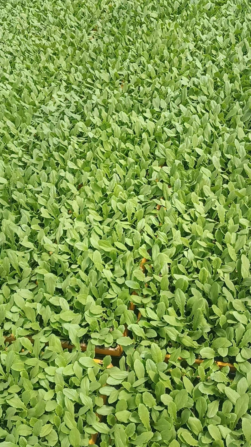 我想卖蔬菜苗