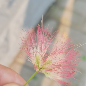 合欢花