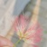 合欢花