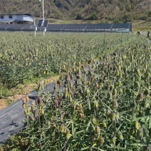 川贝（太白贝母）
