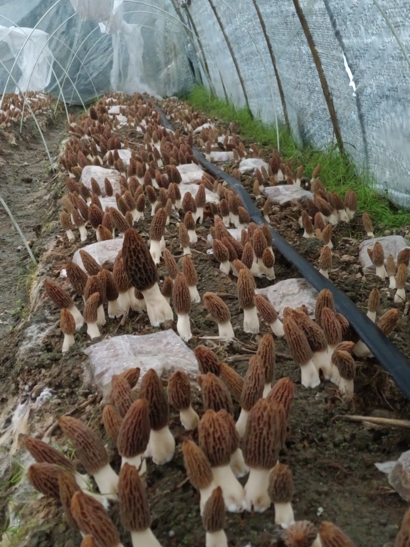羊肚菌干菇、鲜菇