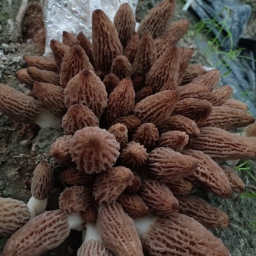 羊肚菌干菇、鲜菇