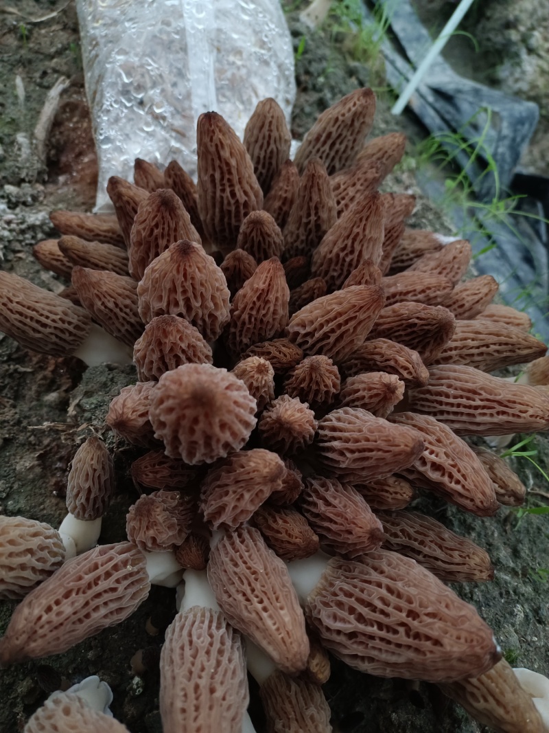 羊肚菌干菇、鲜菇