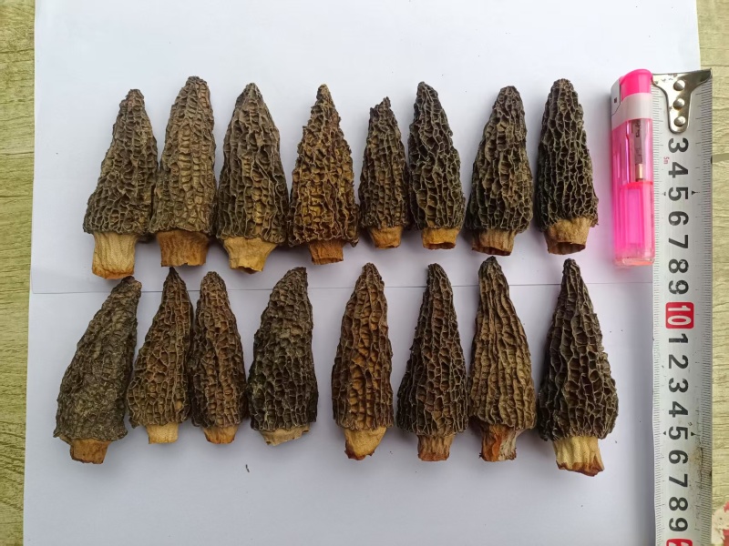 羊肚菌干菇、鲜菇