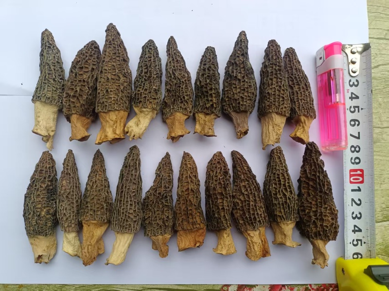 羊肚菌干菇、鲜菇