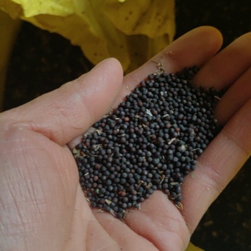 新油菜籽