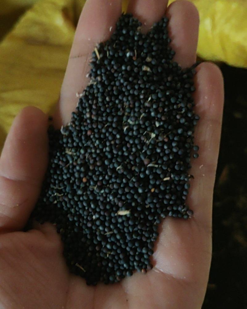 新油菜籽