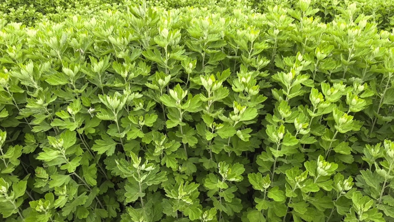 艾草基地大量出售艾草
