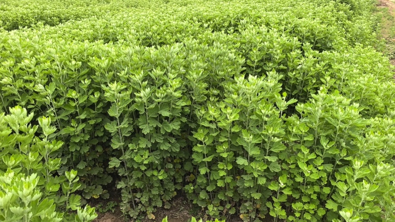 艾草基地大量出售艾草