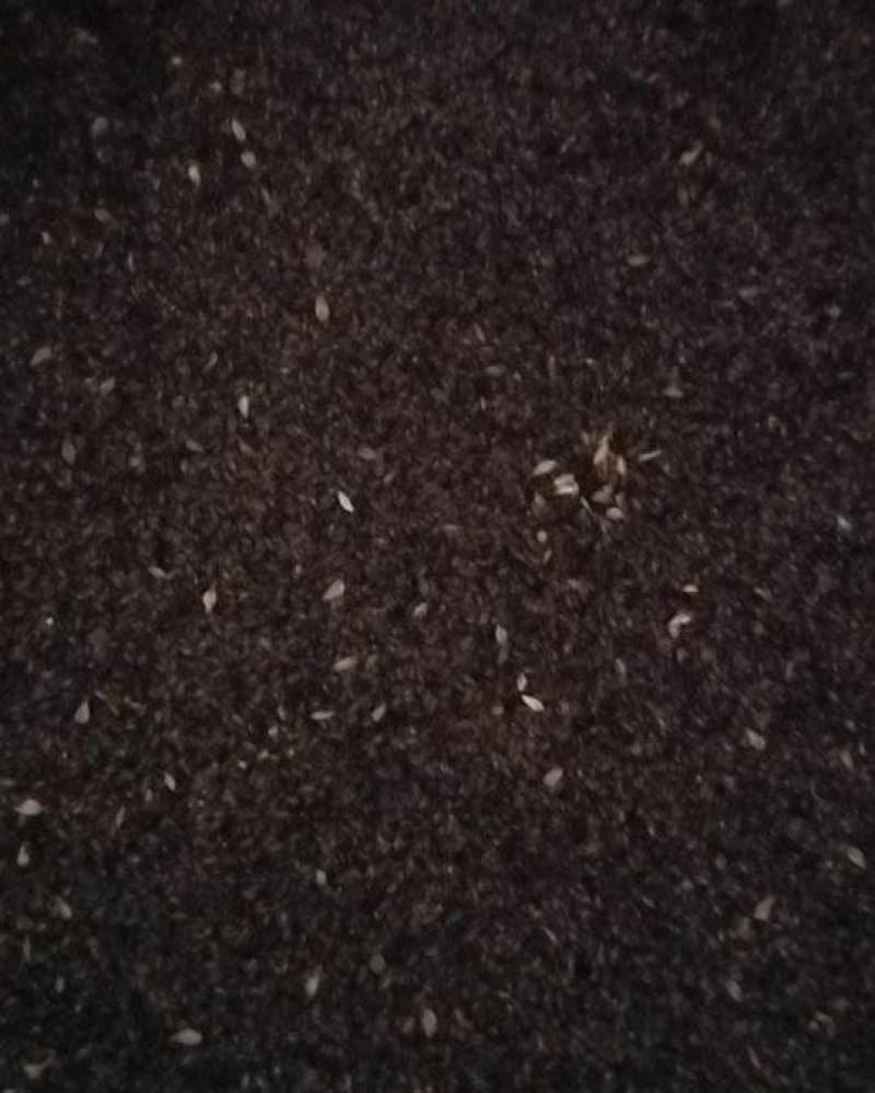 车前草籽籽多少钱一斤