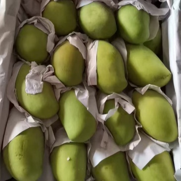 芒果树菠萝