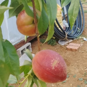 中油19油桃