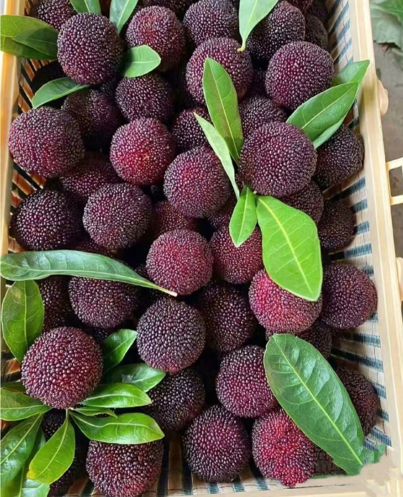 漳州龙海杨梅