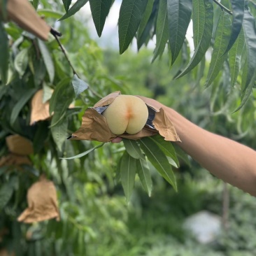 江苏突围水蜜桃支持一件代发代办量大可谈