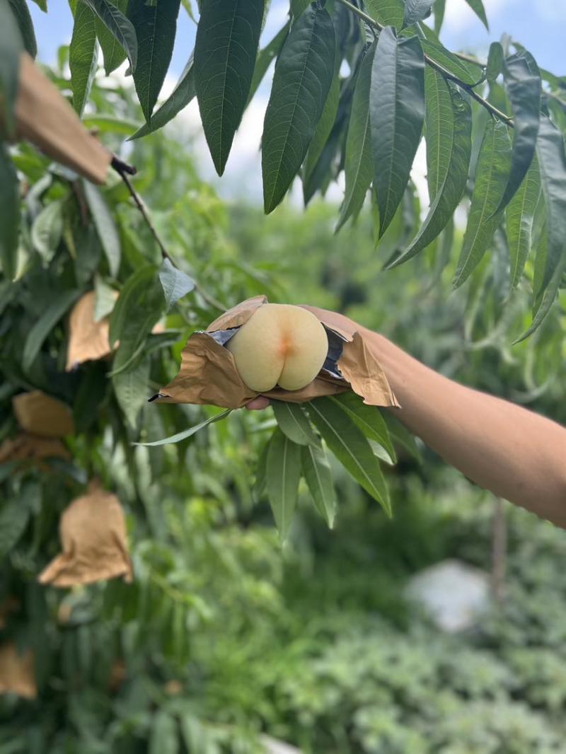 江苏突围水蜜桃支持一件代发代办量大可谈