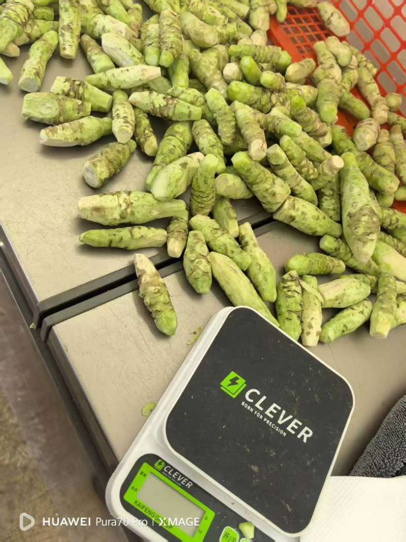 云南高山现挖山葵茎｜顺丰冷链直达｜支持一件代发验货