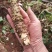 云南高山现挖山葵茎｜顺丰冷链直达｜支持一件代发验货