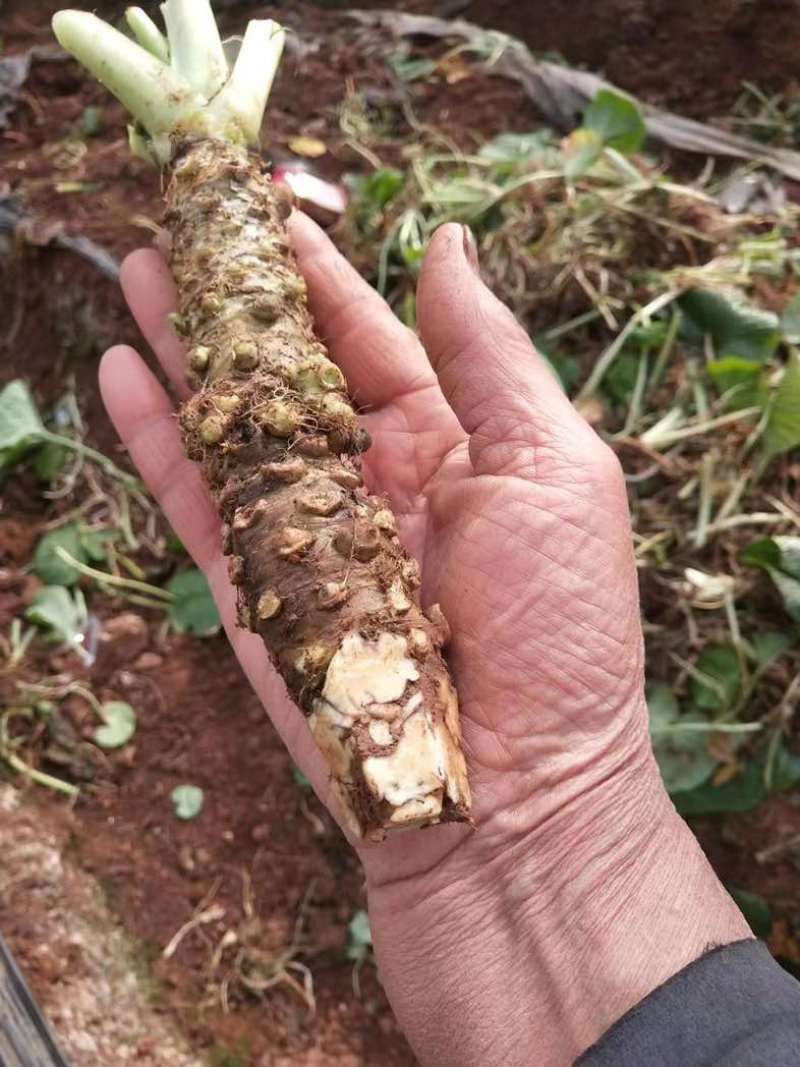 云南高山现挖山葵茎｜顺丰冷链直达｜支持一件代发验货