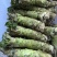 云南高山现挖山葵茎｜顺丰冷链直达｜支持一件代发验货