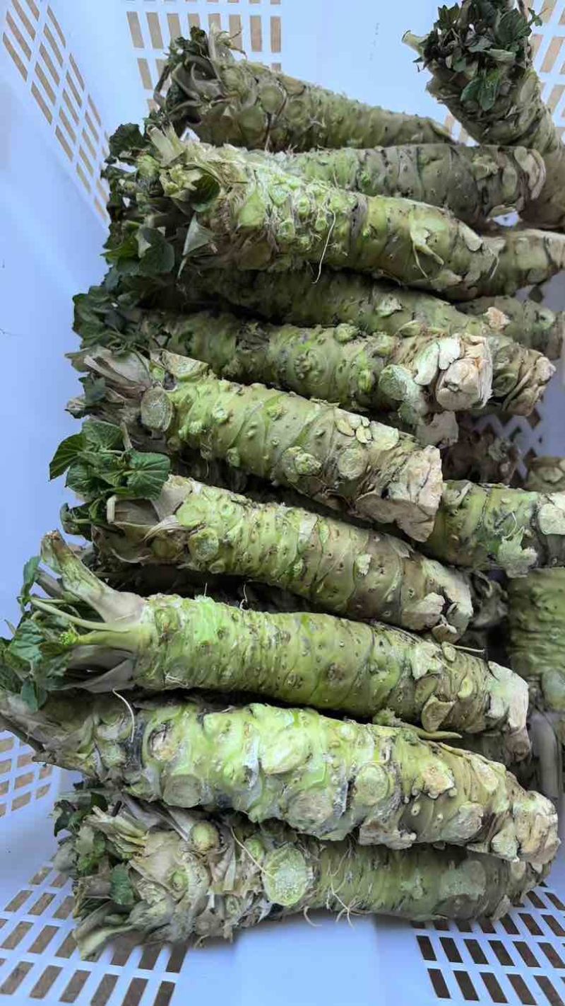 云南高山现挖山葵茎｜顺丰冷链直达｜支持一件代发验货