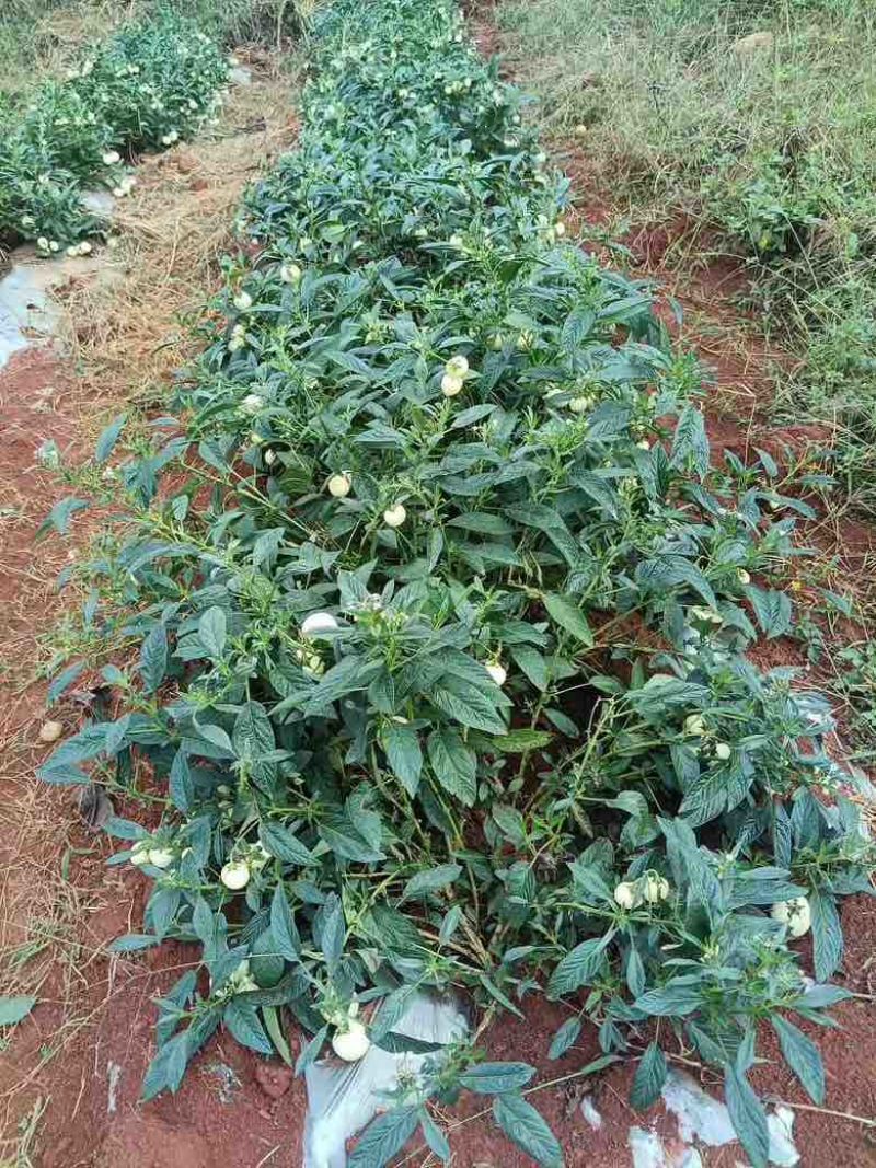 当季新鲜人参果批发产地直发有机种植自然成熟汁水多
