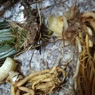 野生石菖蒲，湿的