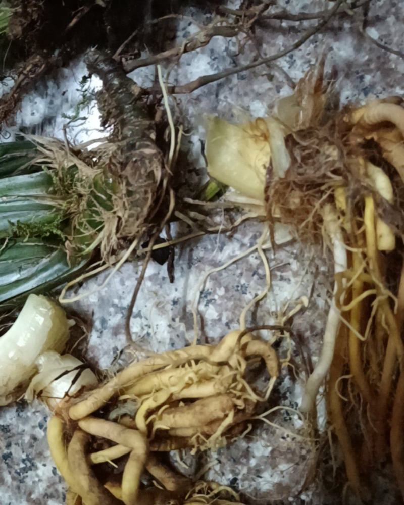 野生石菖蒲，湿的