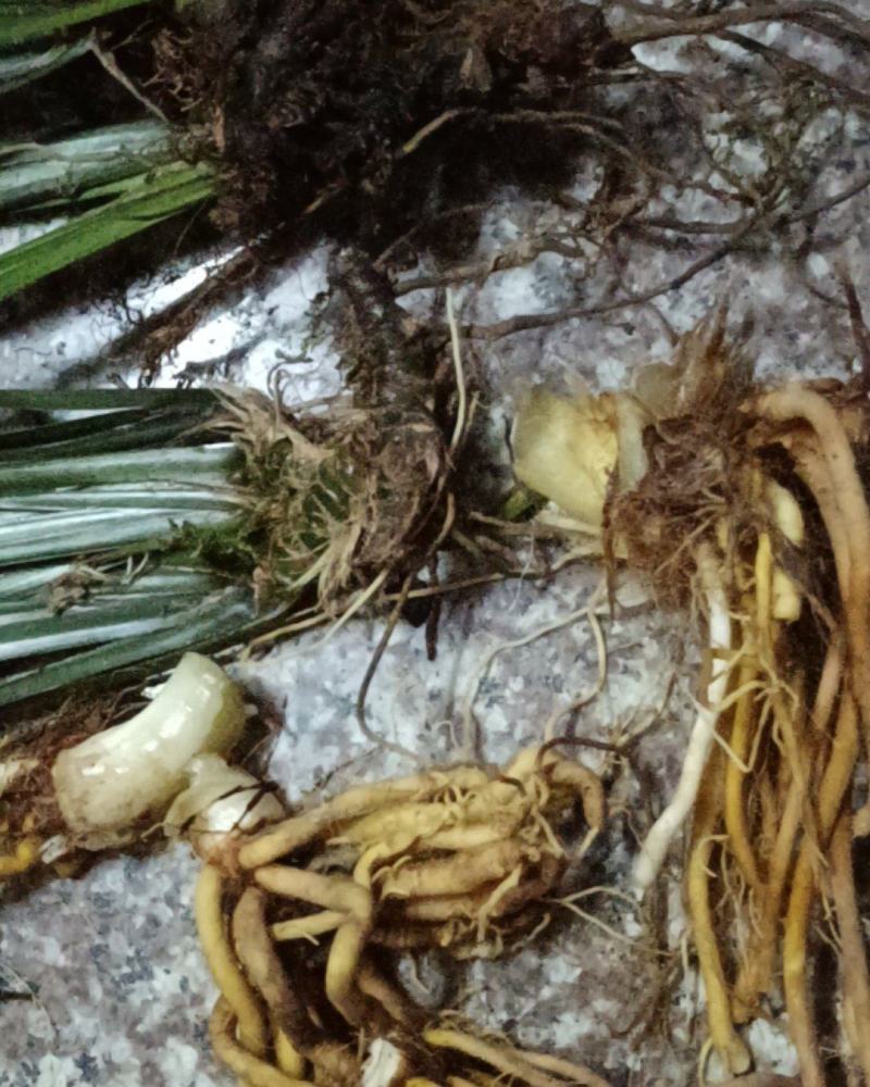 野生石菖蒲，湿的