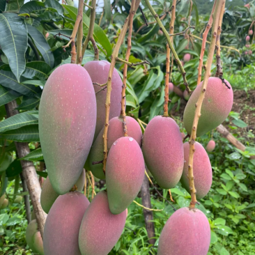 云南椰香芒果