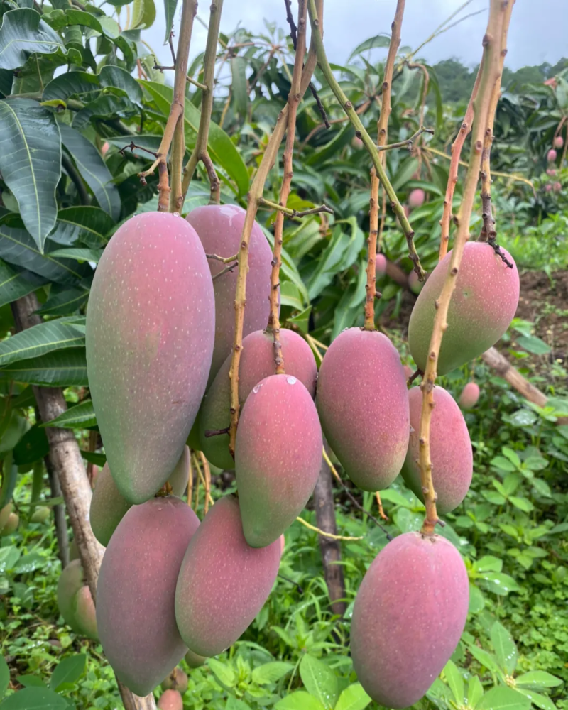 云南椰香芒果