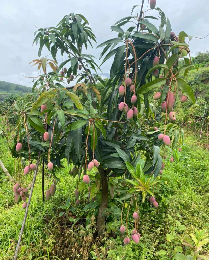 云南椰香芒果