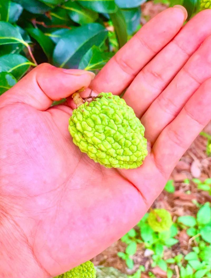 麻垌荔枝桂味六月红仙进奉情人荔等.荔枝代收代发