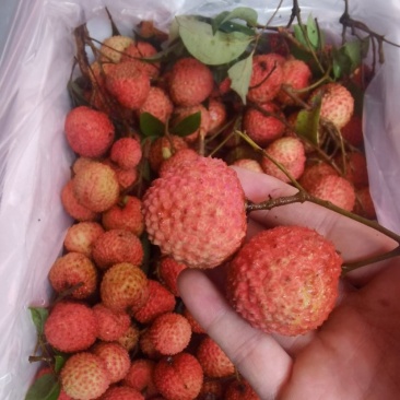 麻垌荔枝桂味六月红仙进奉情人荔等.荔枝代收代发